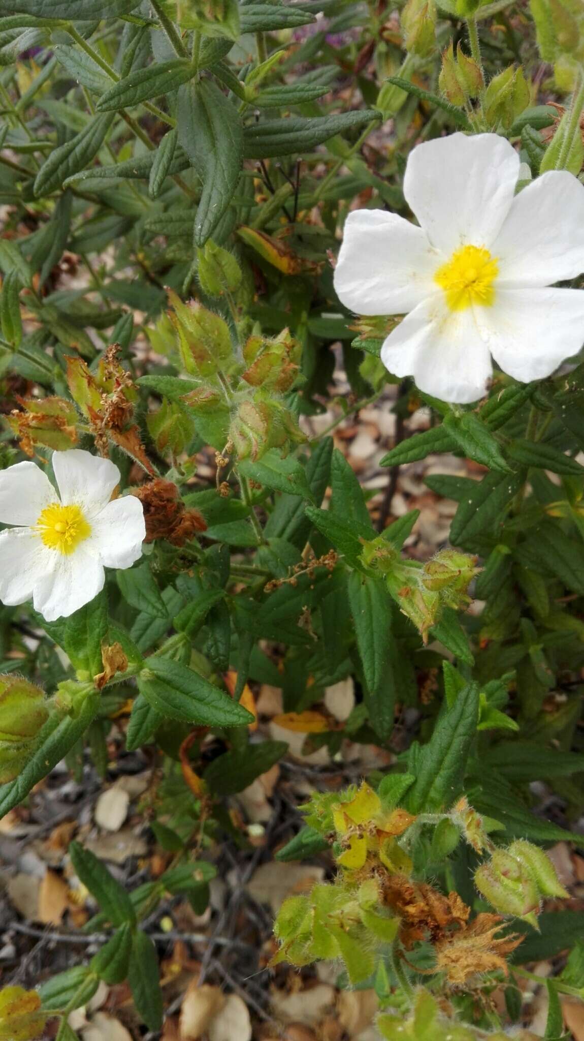 Image of Montpelier cistus