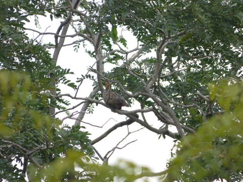 Image of Painted Francolin