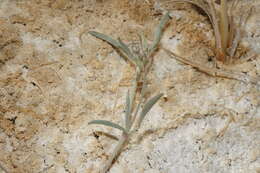 Image of Fish Slough milkvetch