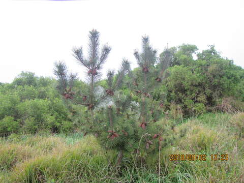 Image of Maritime Pine