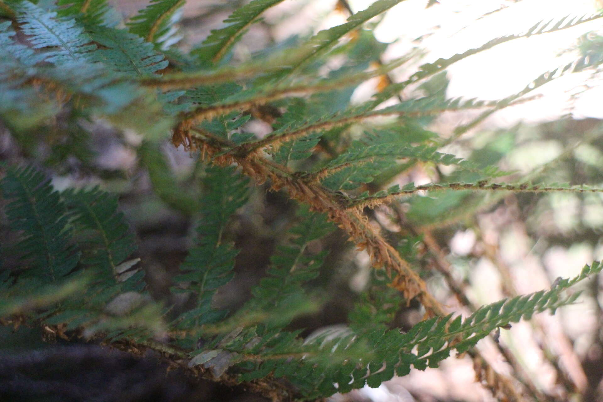 Imagem de Polystichum parvipinnulum Tag.