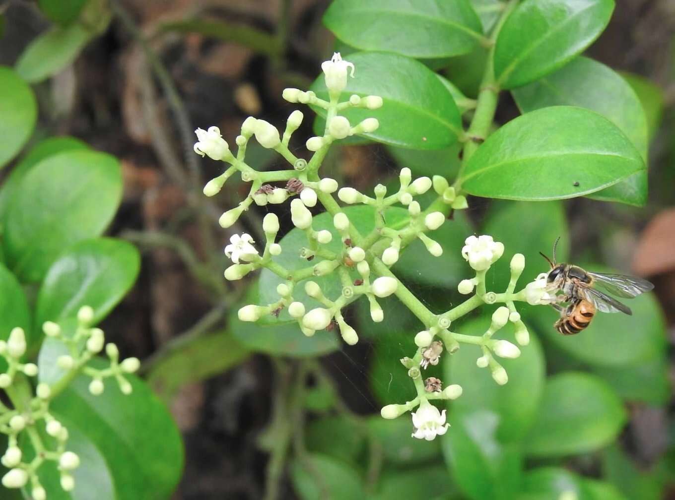 Image of Nomia penangensis Cockerell 1920