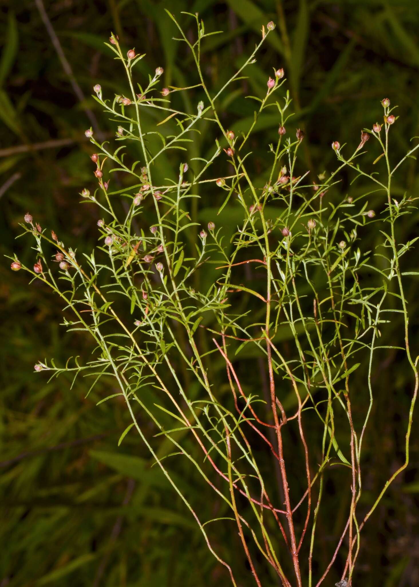 Image of narrowleaf pinweed