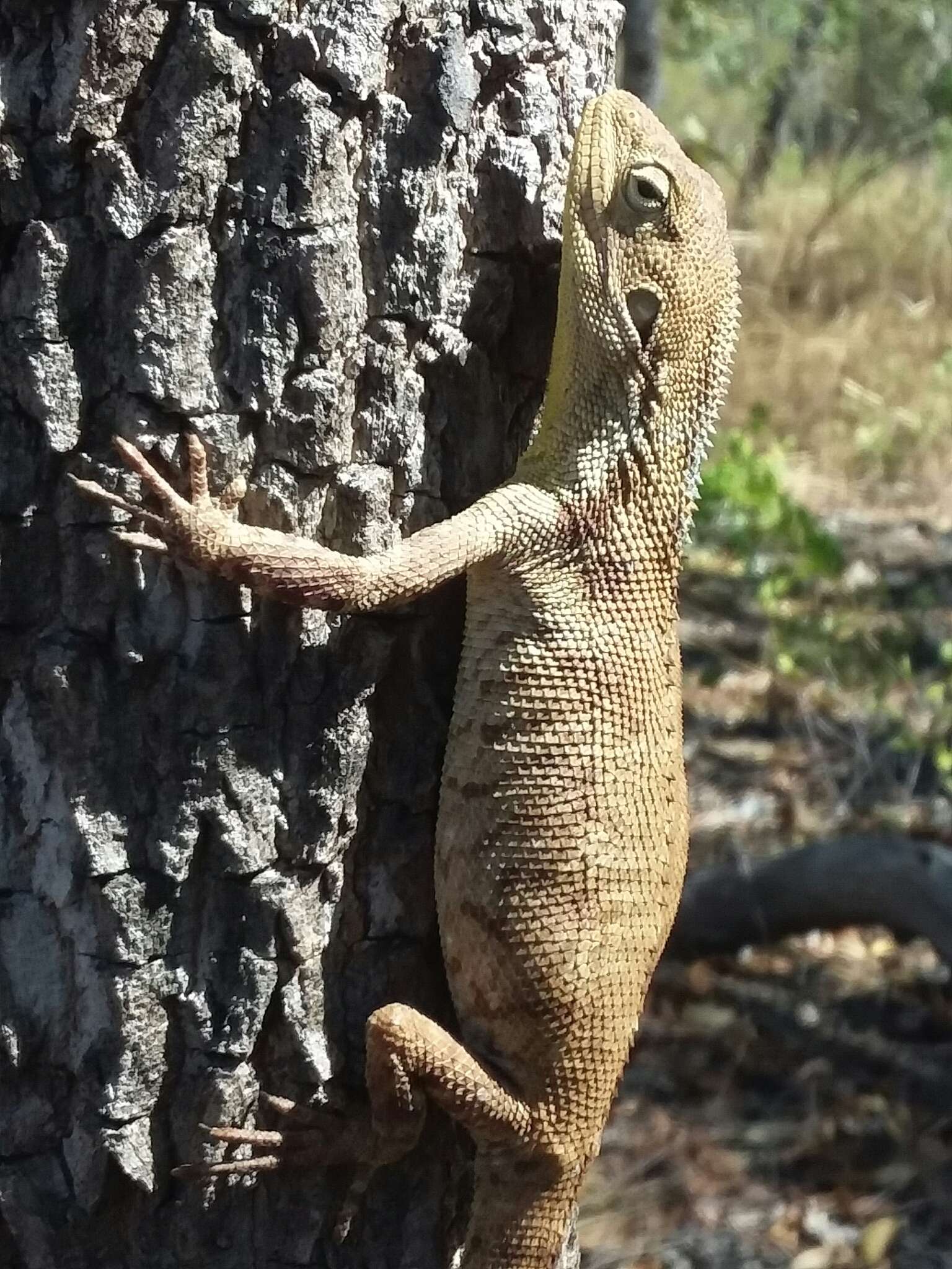 Image of Chameleon Dragon