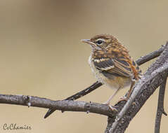 Image of White-browed Scrub Robin