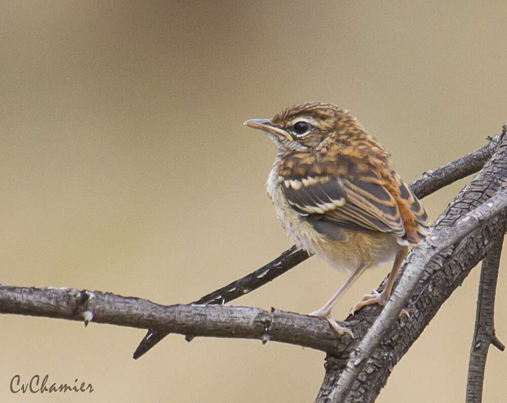 Image of White-browed Scrub Robin