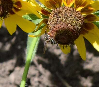 Image of Texas Nomad Bee