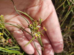 Image of Centella macrocarpa (Rich.) Adamson