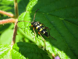 Imagem de Typocerus sparsus Le Conte 1878