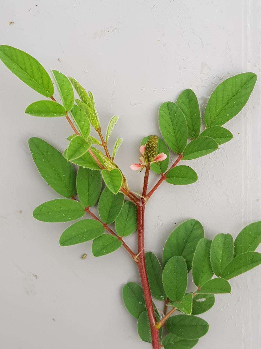 Indigofera astragalina DC.的圖片