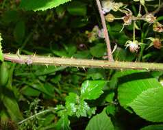 Image of Rubus rufescens P. J. Müll. & Lefevre