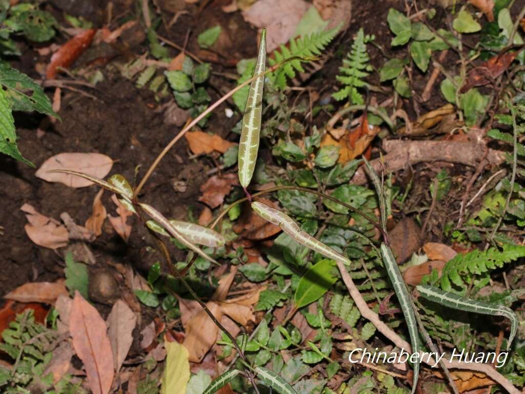 Imagem de Gardneria multiflora Makino