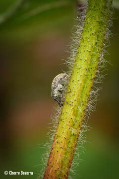 Image of Boll Weevil