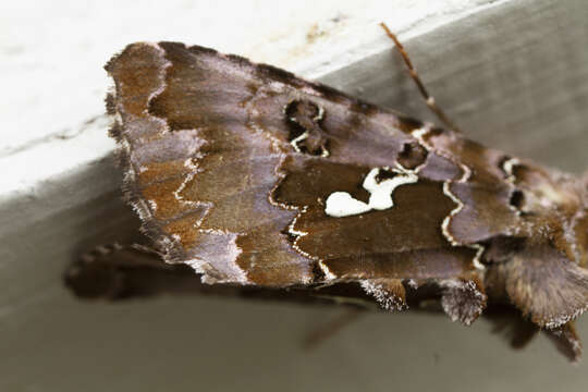 Image de Autographa corusca Strecker 1885