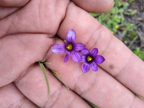 Sisyrinchium scabrum Schltdl. & Cham.的圖片