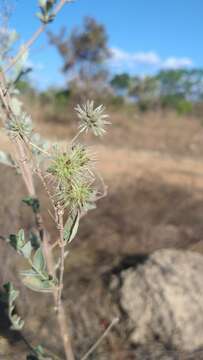 Image de Medusantha