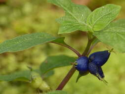 Image of yerba de guava