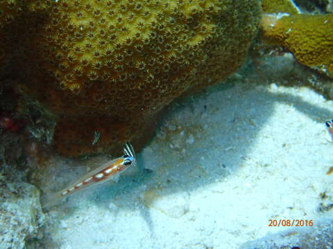 Image of Glass Goby