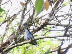 Image of Bluish Flower-piercer