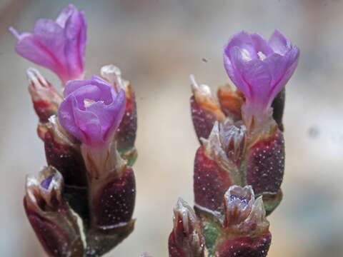 Imagem de Limonium malacitanum B. Diez Garretas