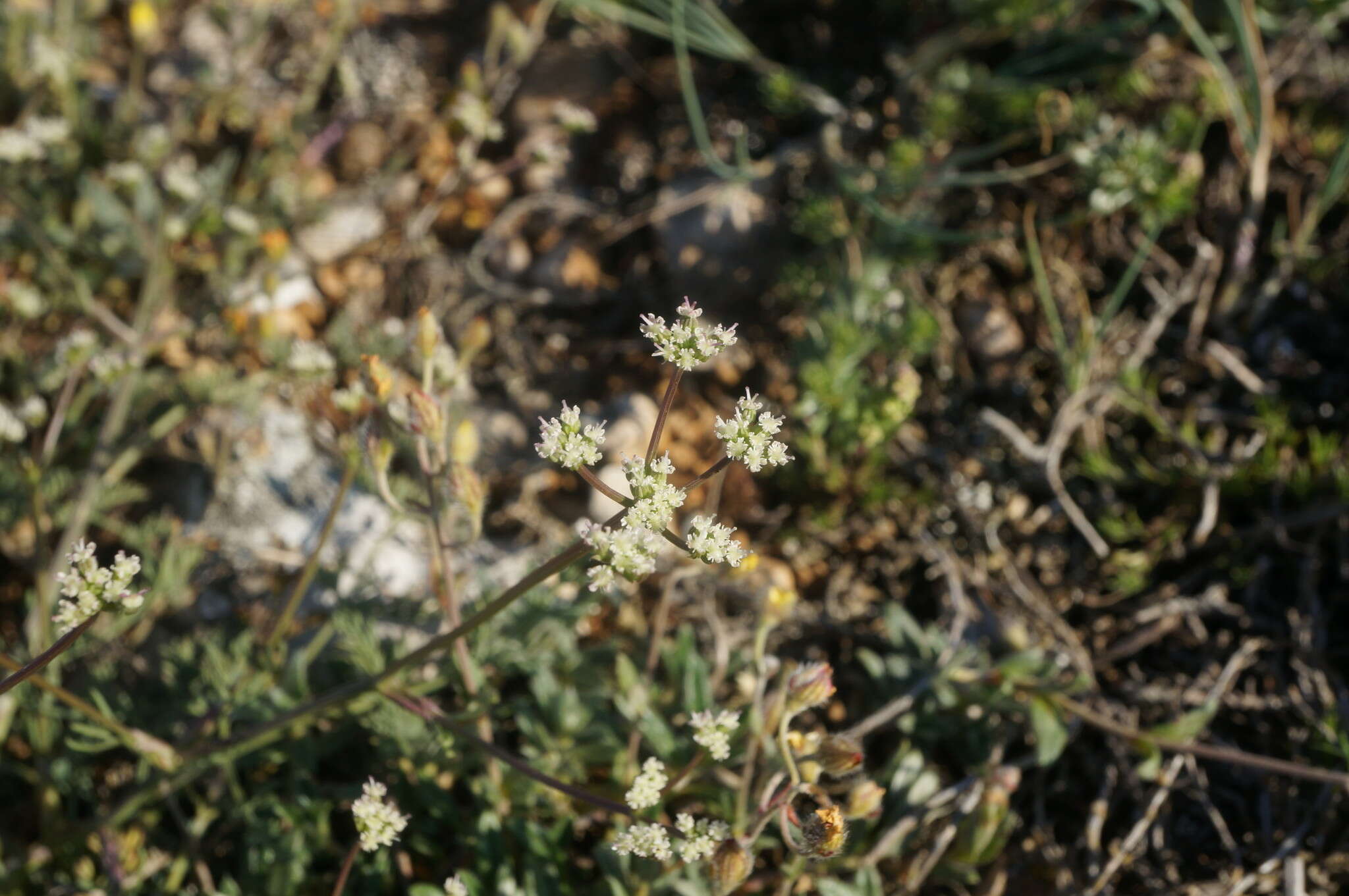 Trinia biebersteinii N. M. Fedoronchuk resmi