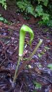 Image of arisaema