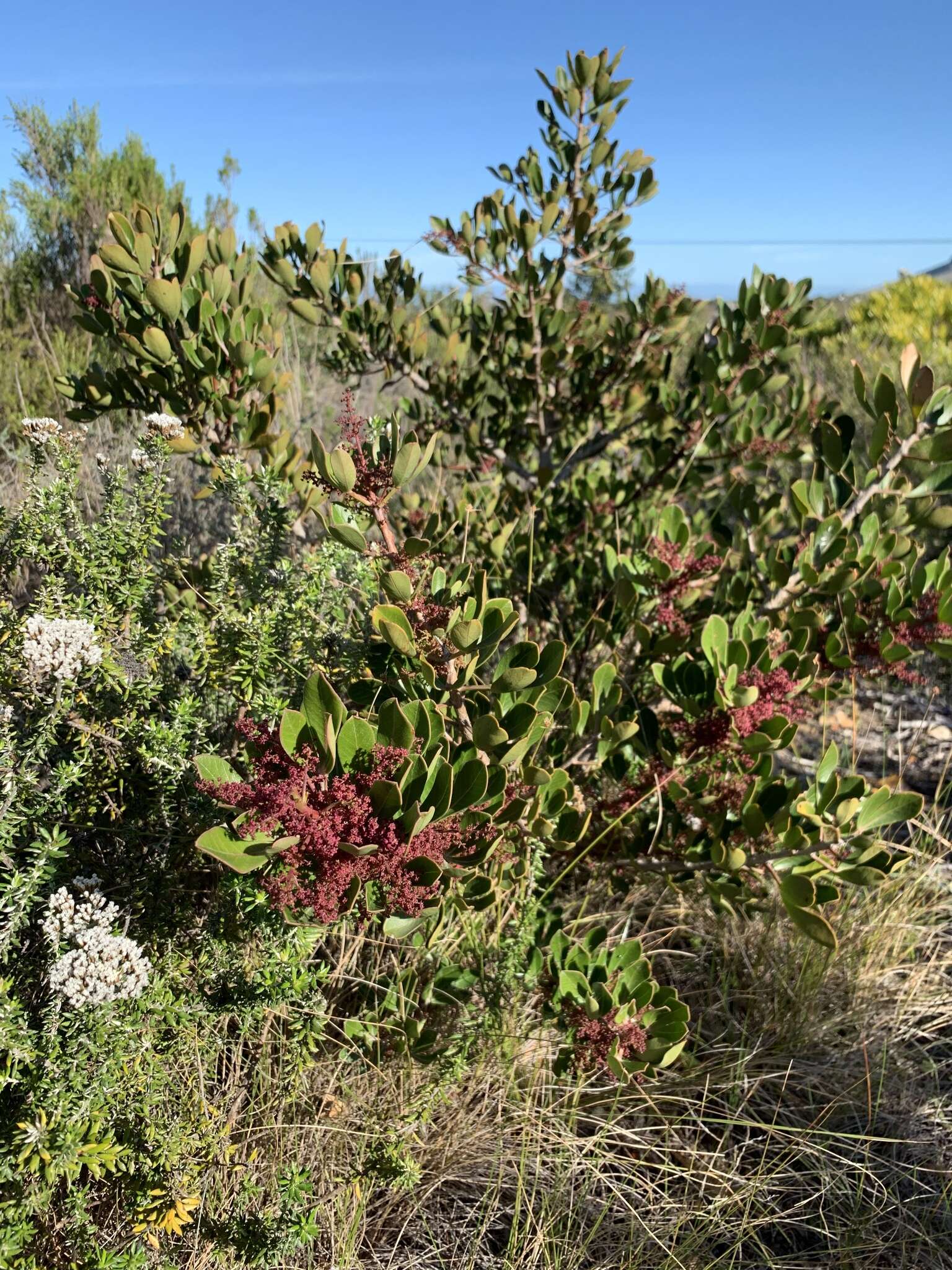 Image of Searsia scytophylla (Eckl. & Zeyh.) Moffett