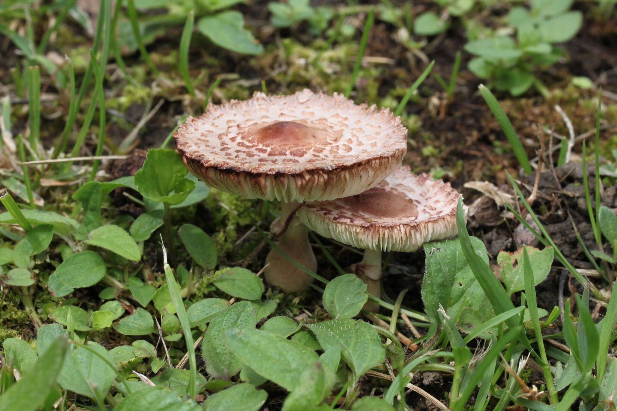 Image of Leucoagaricus americanus (Peck) Vellinga 2000