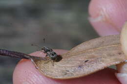 Imagem de Cacephatus sericeus Blackburn 1900