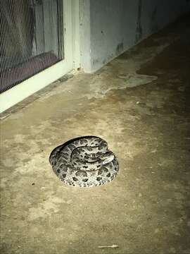 Image of Bothrops matogrossensis Amaral 1925