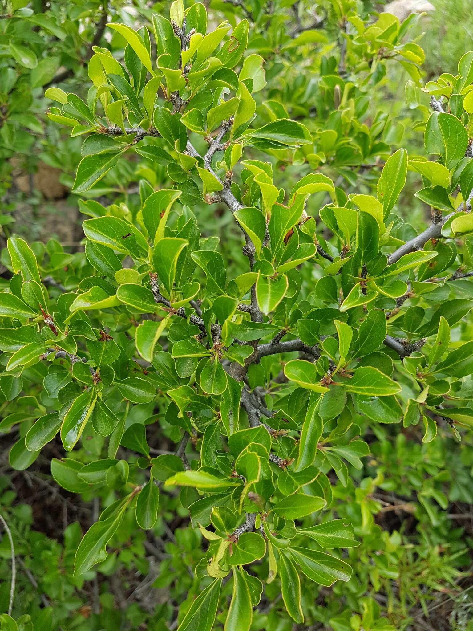 Image of Rhamnus parvifolia Bunge