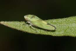 Image of Graphocephala ignava Ball 1936