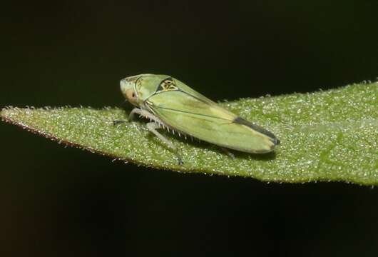 Image of Graphocephala ignava Ball 1936