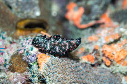 Image of Elegant flatworm