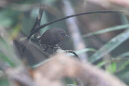 Image of Mishmi Wren-babbler