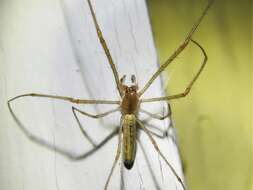 Image of Silver Longjawed Orbweaver