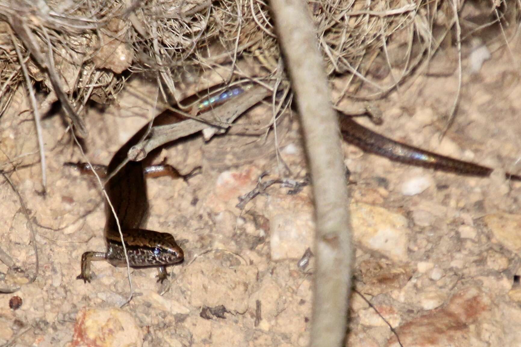 Image de Calyptotis