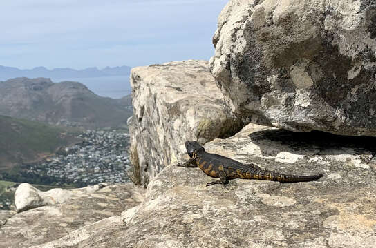 Image of Eastern Cape Crag Lizard