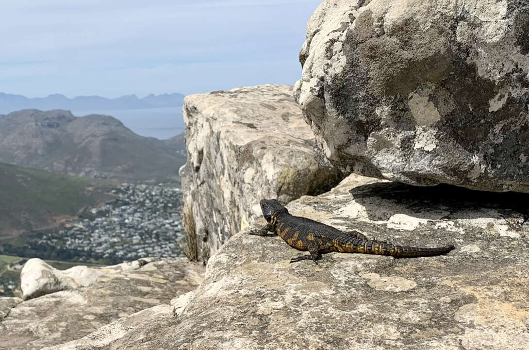 Image de Lézard des rochers