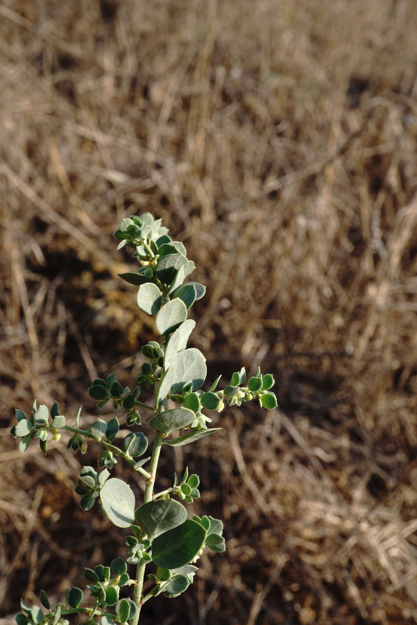 Image of Andrachne telephioides L.