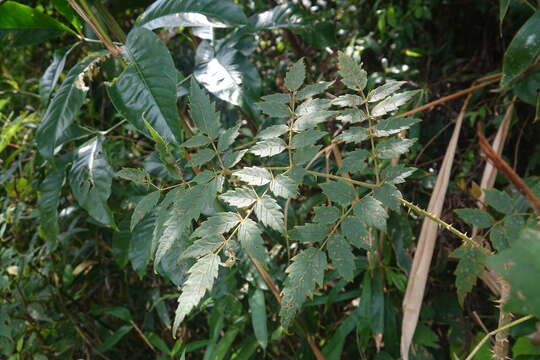 Aralia decaisneana Hance resmi