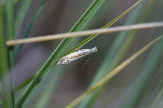 Image of Glyphipterix oxymachaera