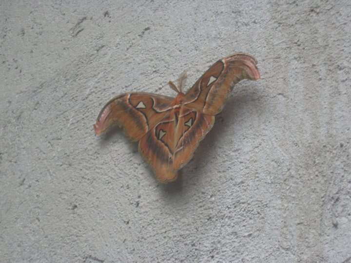 Image of Attacus lorquinii Felder, C, Felder & R. 1861