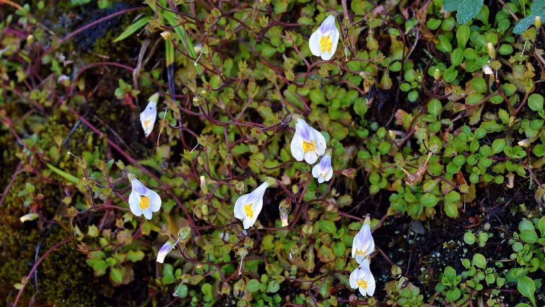 Image of Mazus alpinus Masam.