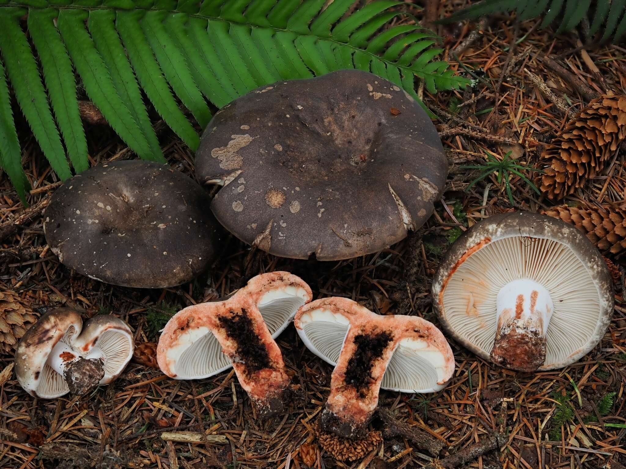 Image of Russula dissimulans Shaffer 1962