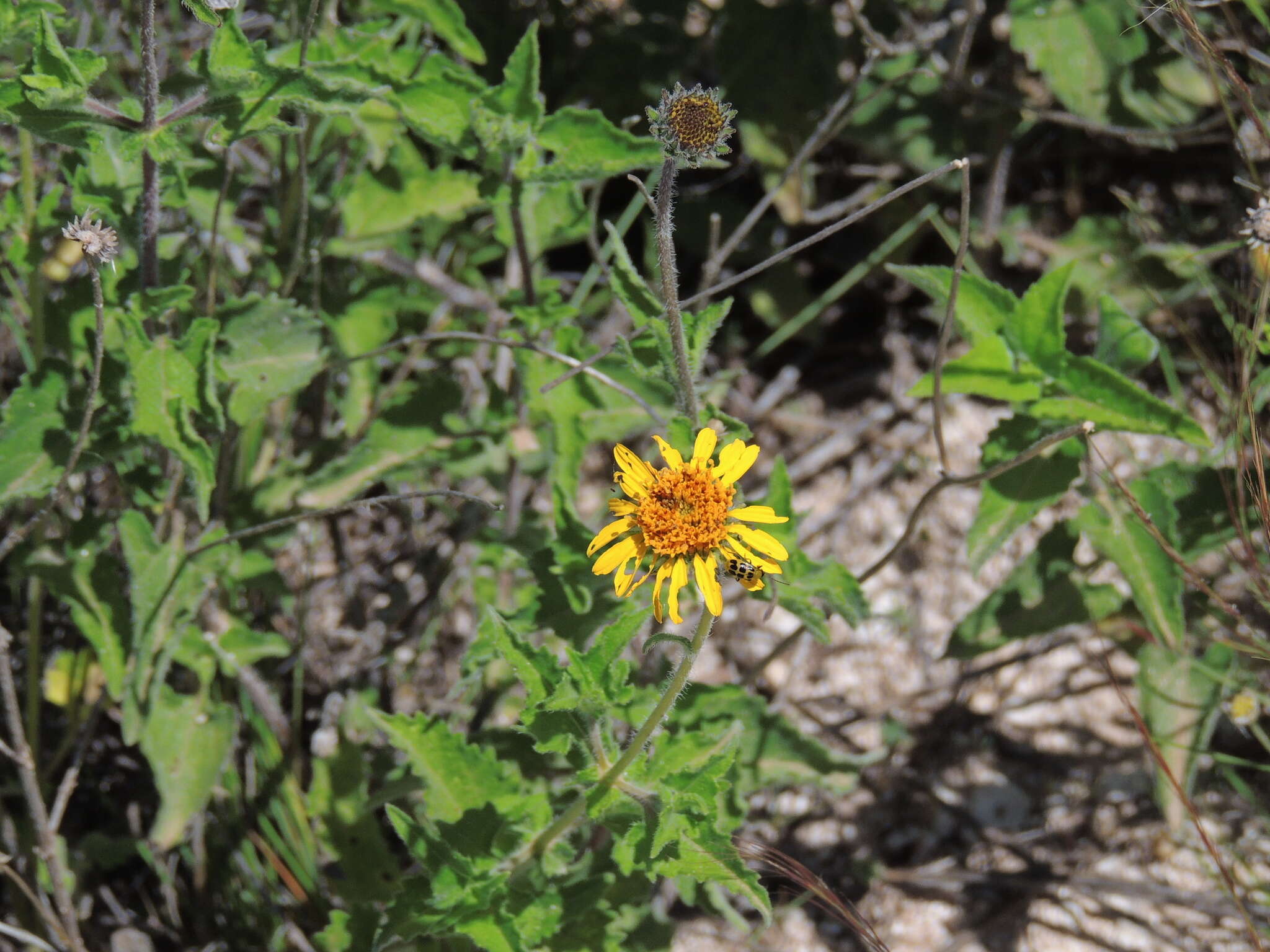 Image of awnless bushsunflower