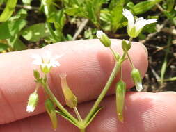 Image of Short-Stalk Mouse-Ear Chickweed