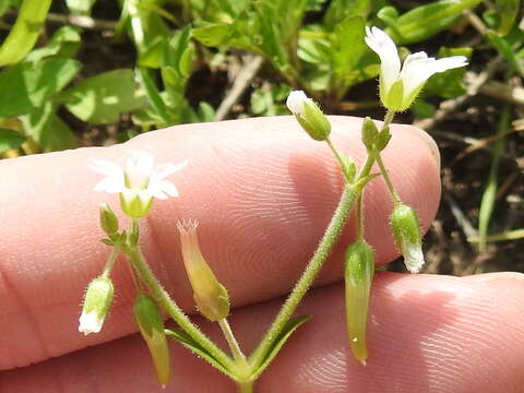 صورة Cerastium brachypodum (Engelmann ex A. Gray) B. L. Rob.