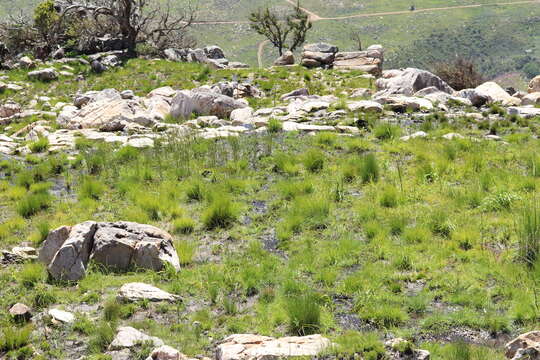 Image of Cape grass lizard