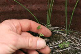 Image of Marsilea schelpeana Launert